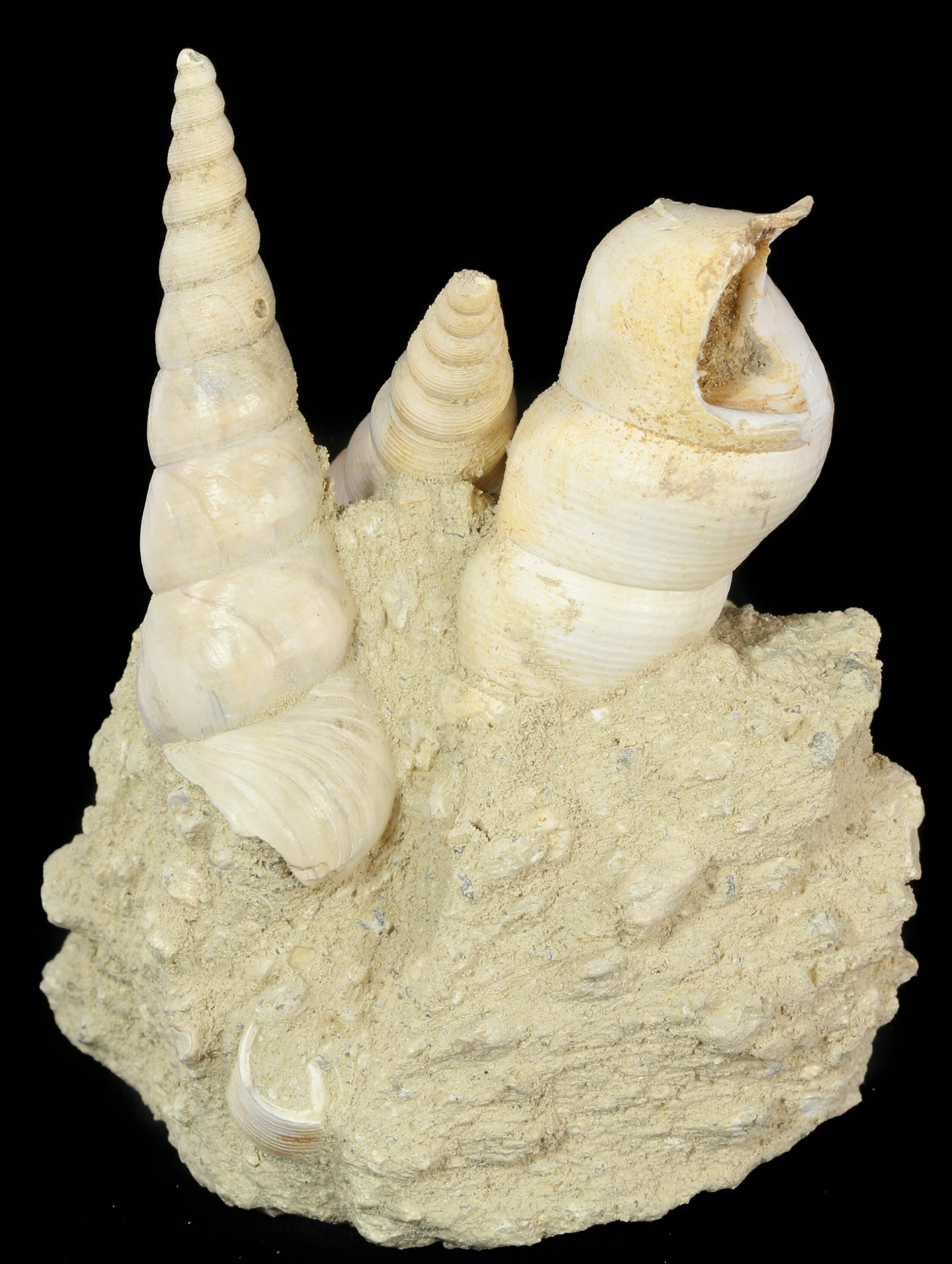 Beautiful Fossil Turritella Cluster France For Sale (47961