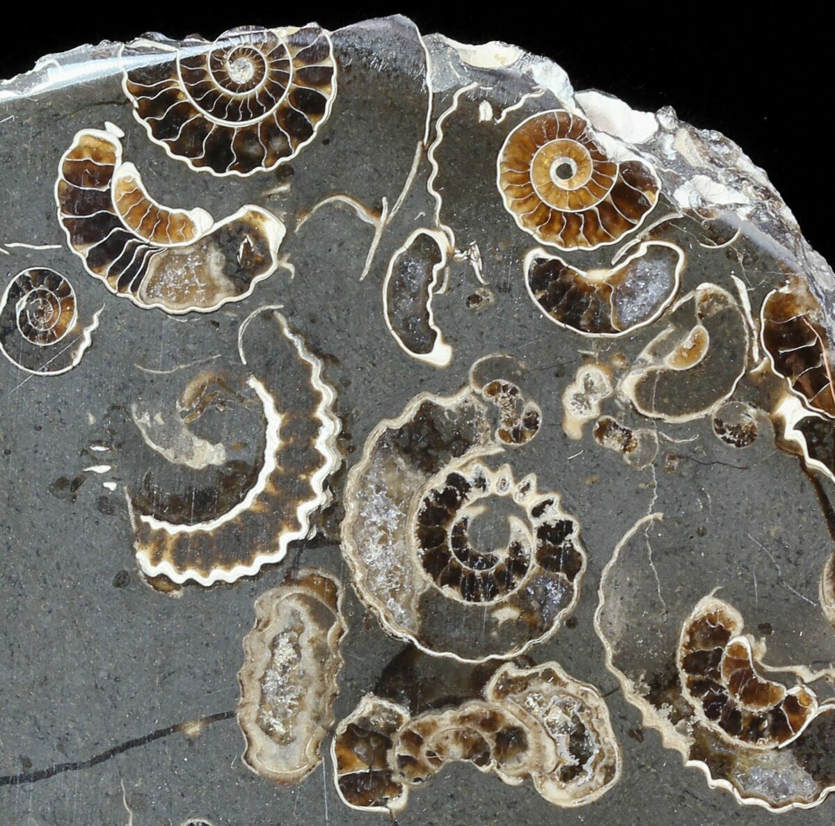 3.8" Polished Ammonite Fossil Slab "Marston Magna Marble" For Sale