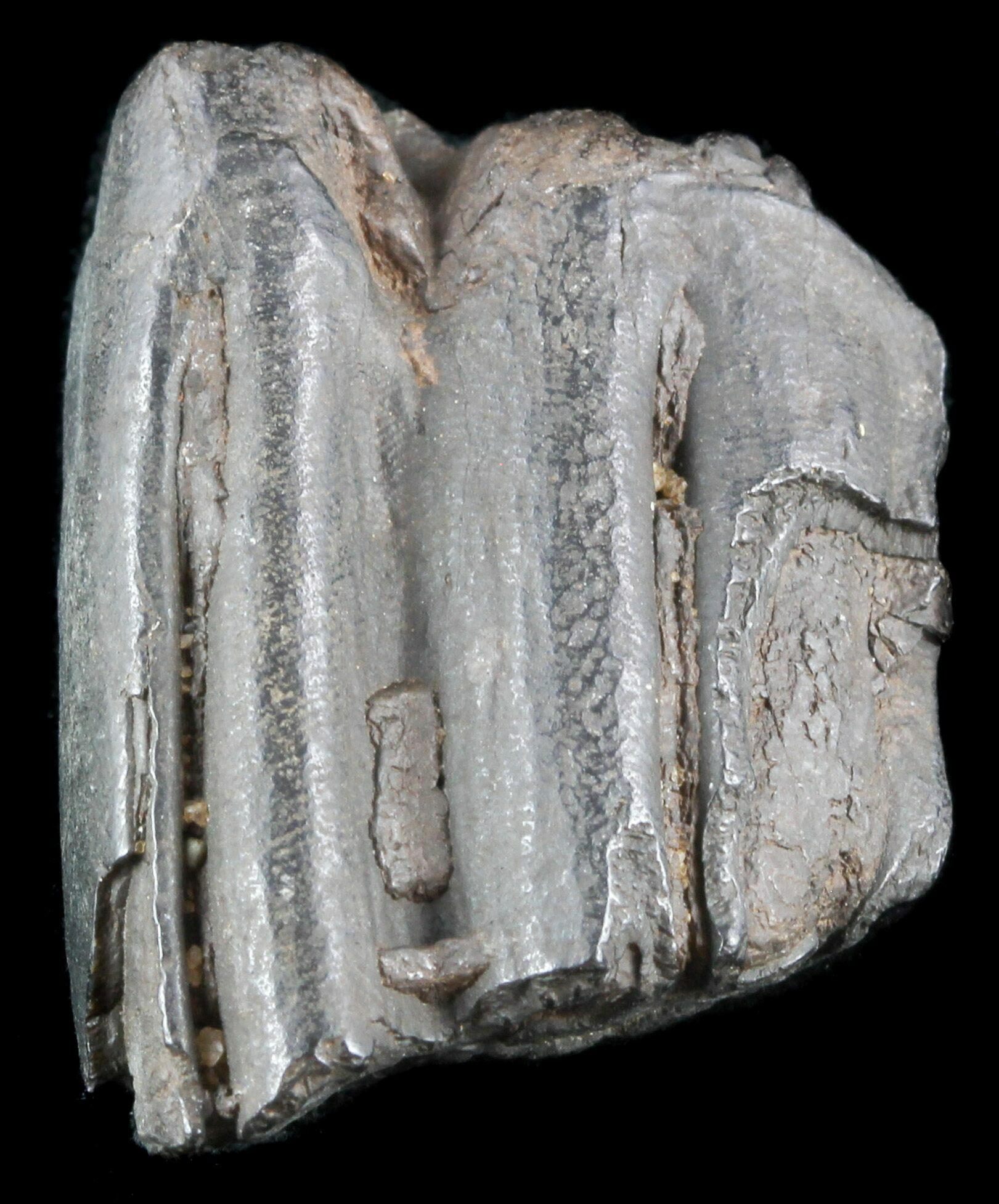 1.2" Partial Pleistocene Aged Fossil Horse Tooth Florida For Sale