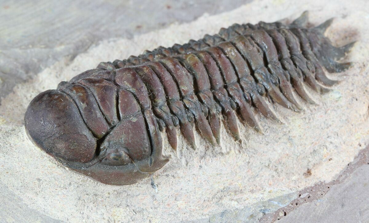 Crotalocephalina Crotalocephalus Trilobites For Sale FossilEra