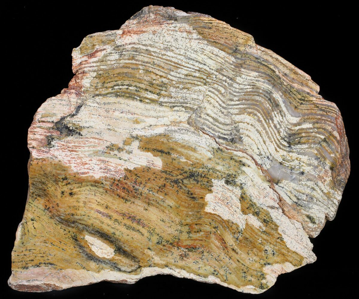8.2" Strelley Pool Stromatolite Slice 3.43 Billion Years Old For Sale