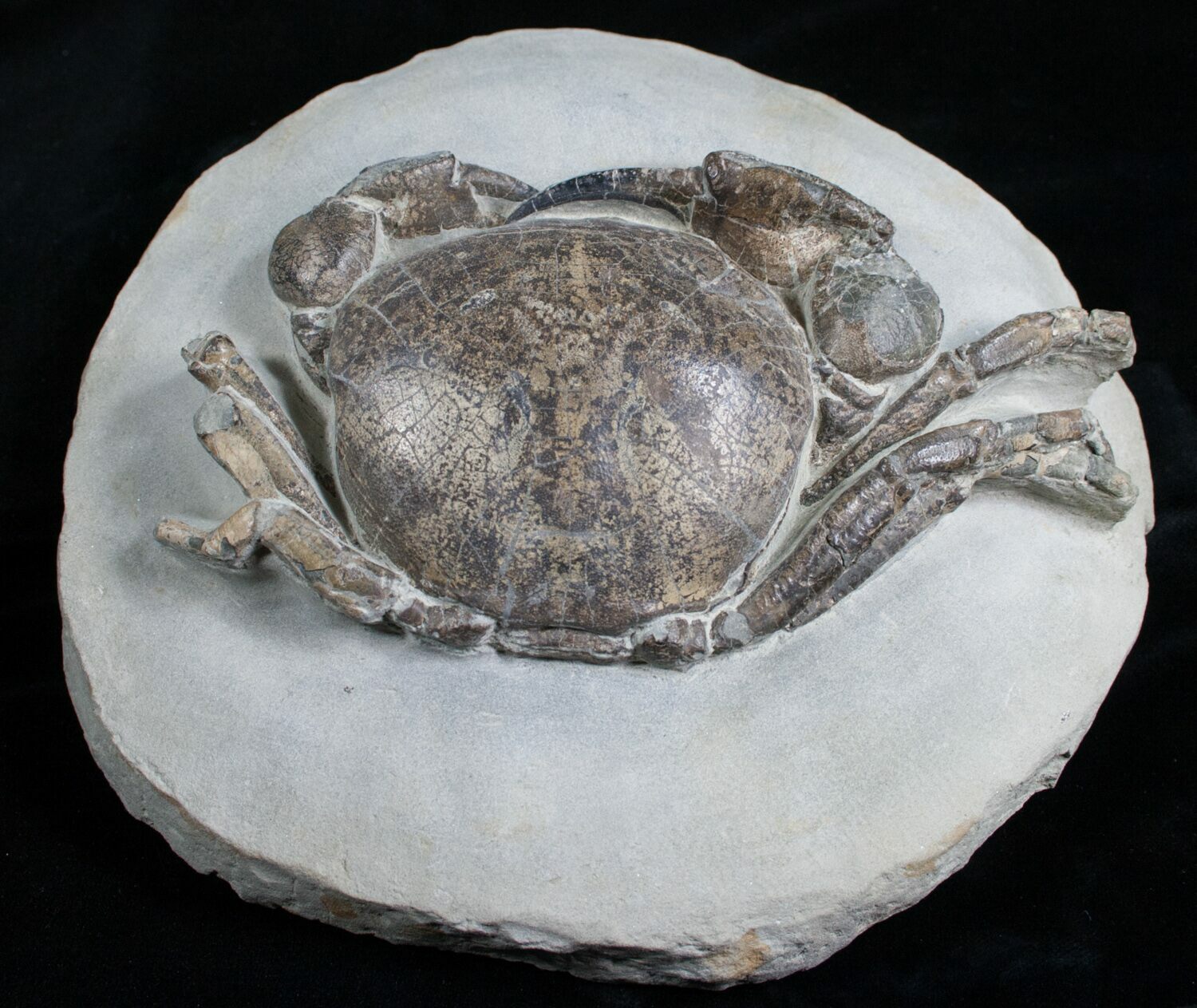 Giant Tumidocarcinus Giganteus Crab Fossil For Sale (4642)