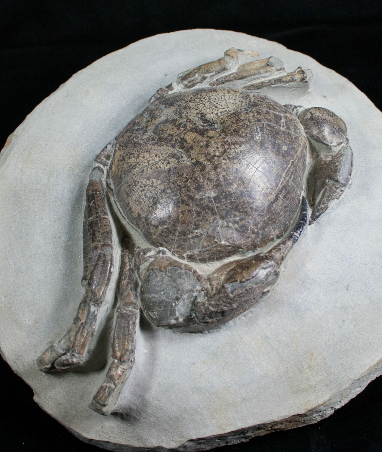 Giant Tumidocarcinus Giganteus Crab Fossil For Sale (4642)