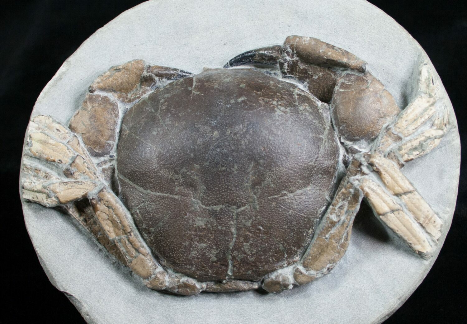 5.1" Tumidocarcinus Crab Fossil New Zealand For Sale (4643
