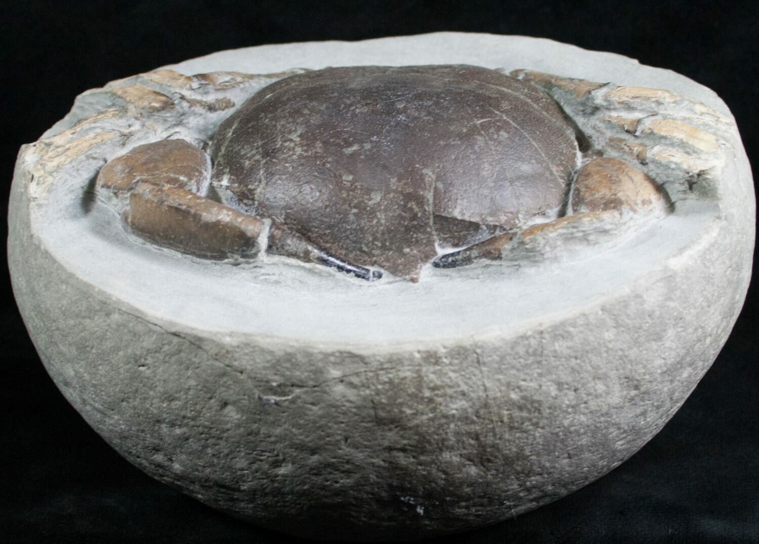 5.1" Tumidocarcinus Crab Fossil New Zealand For Sale (4643)