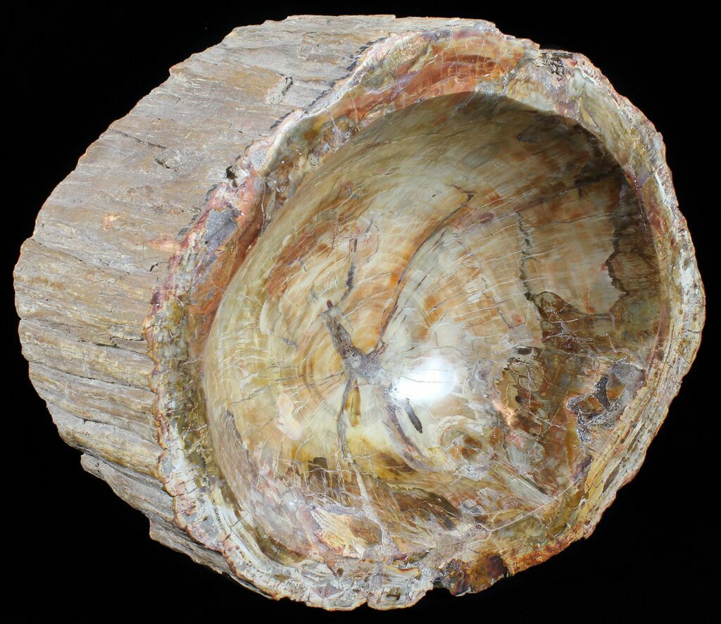 85ct 49x30x7 Petrified Wood Chalcedony