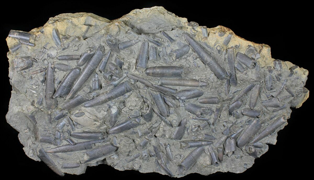 17" Wide Belemnite Graveyard With Over 60 Belemnites For Sale (50953)