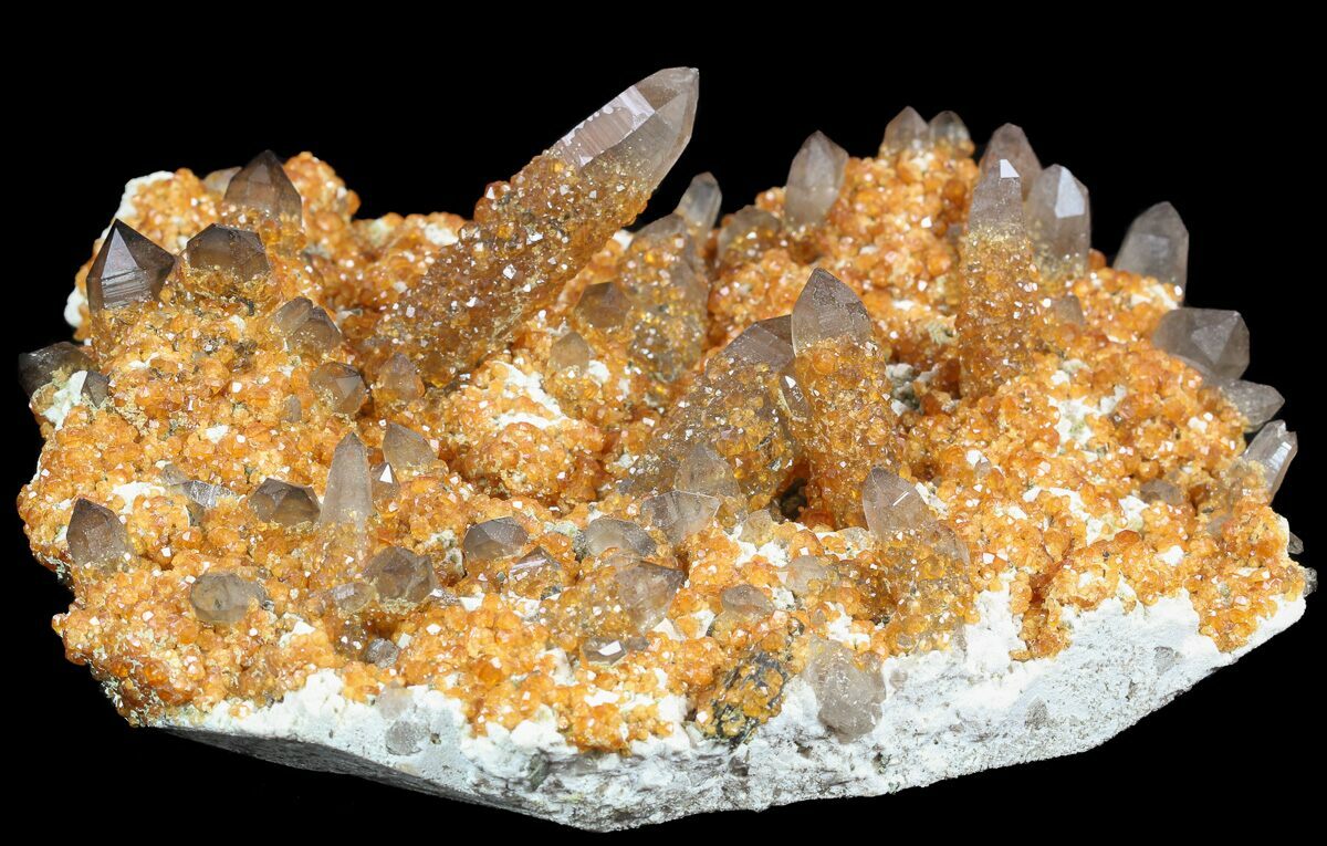 Expensive Fossils For Sale Polished Orthoceras Fossil For Sale 16.6