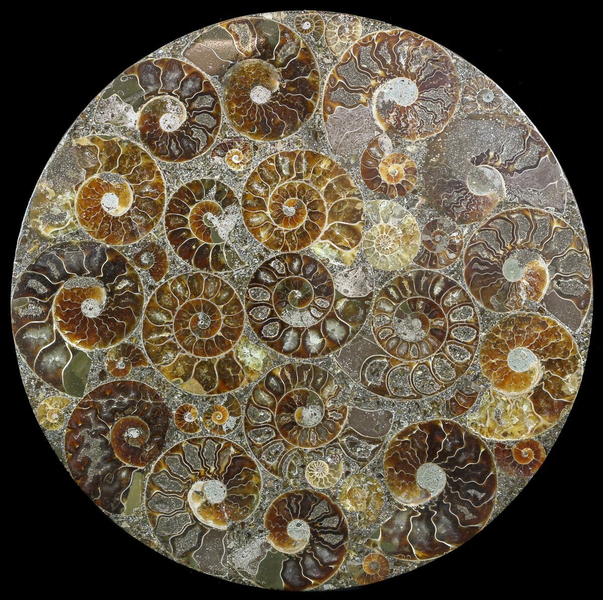 8" Plate Made Of Agatized Ammonite Fossils For Sale (51049