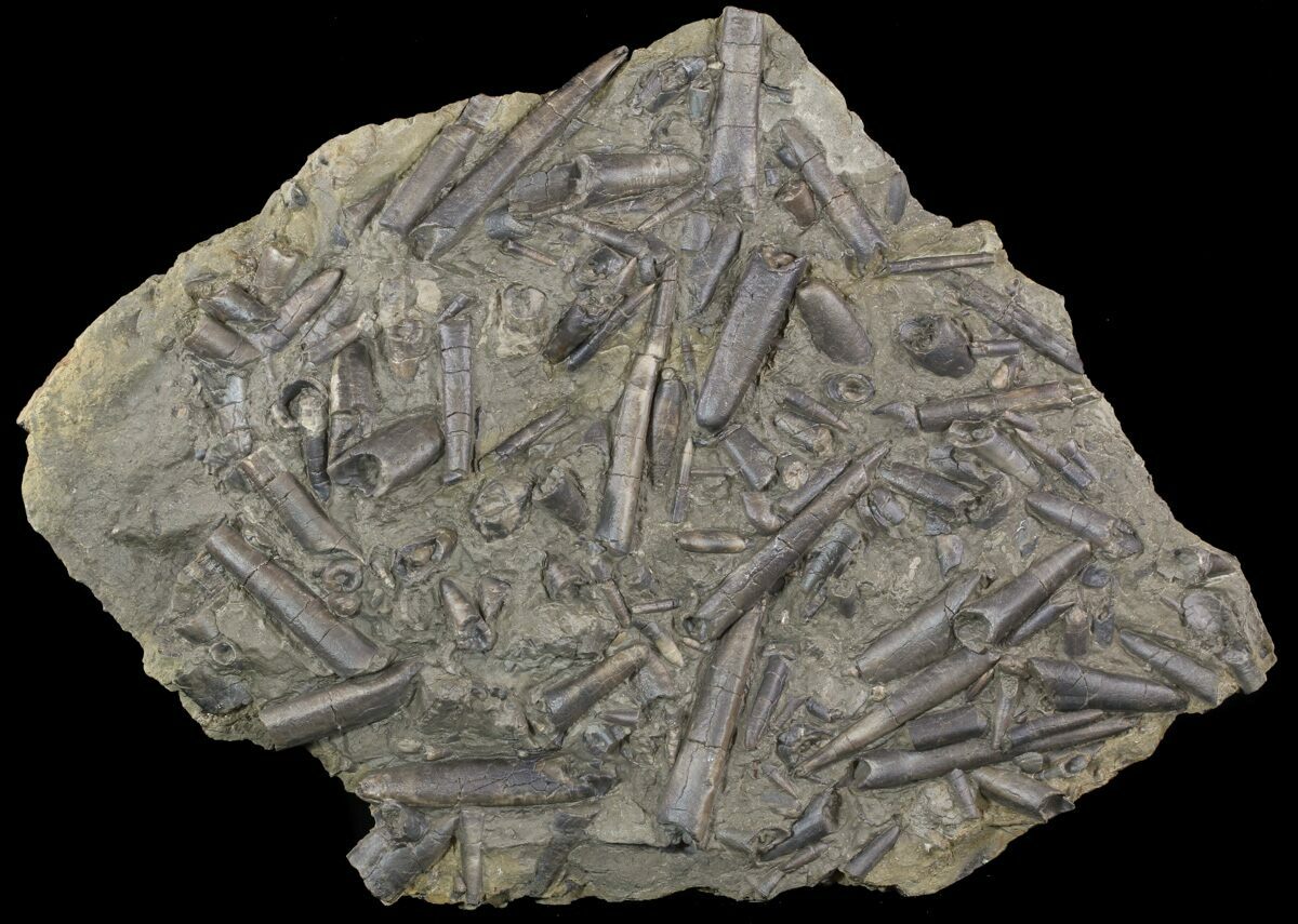 Belemnite Fossils For Sale