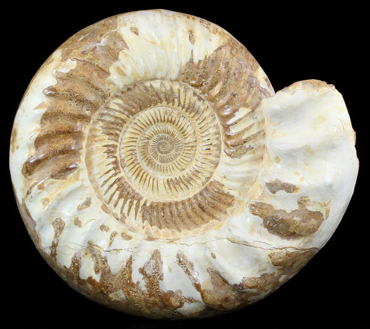 Раковина аммонита. Ammonite Fossil. Аммонит Reineckeia. Аммониты мономорфны мелового периода. Ракушки мелового периода.