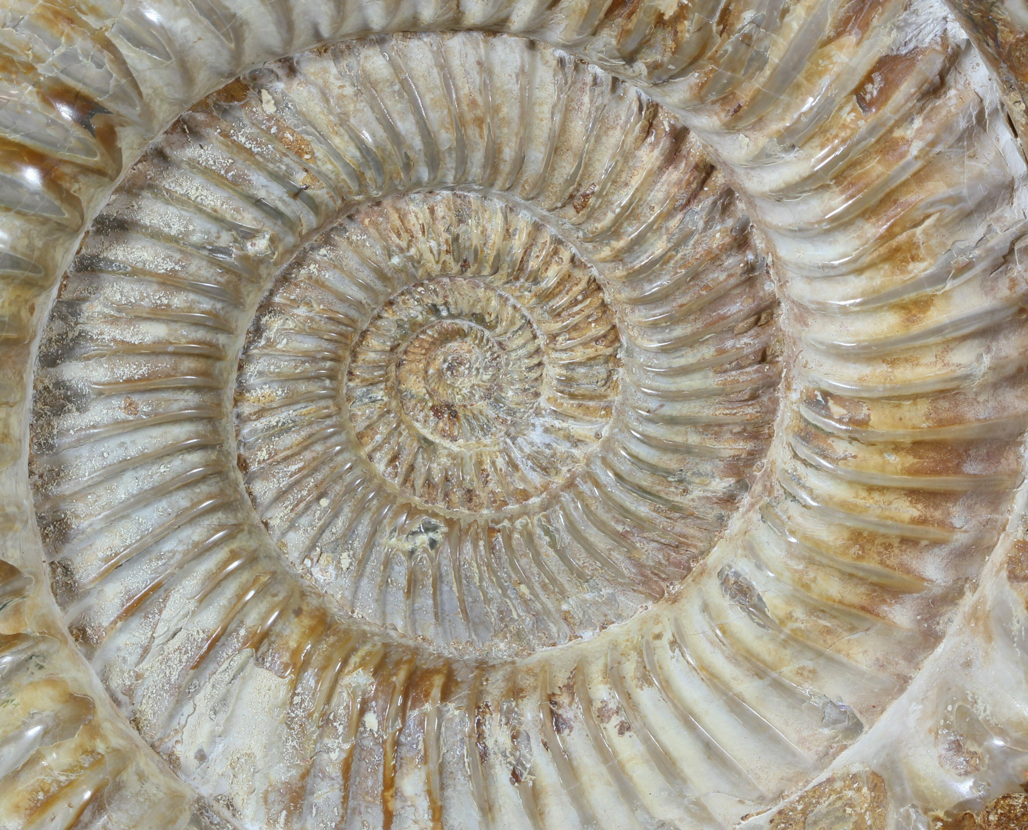 Large, 8.4" Ammonite (Perisphinctes) Fossil Jurassic For Sale (51687