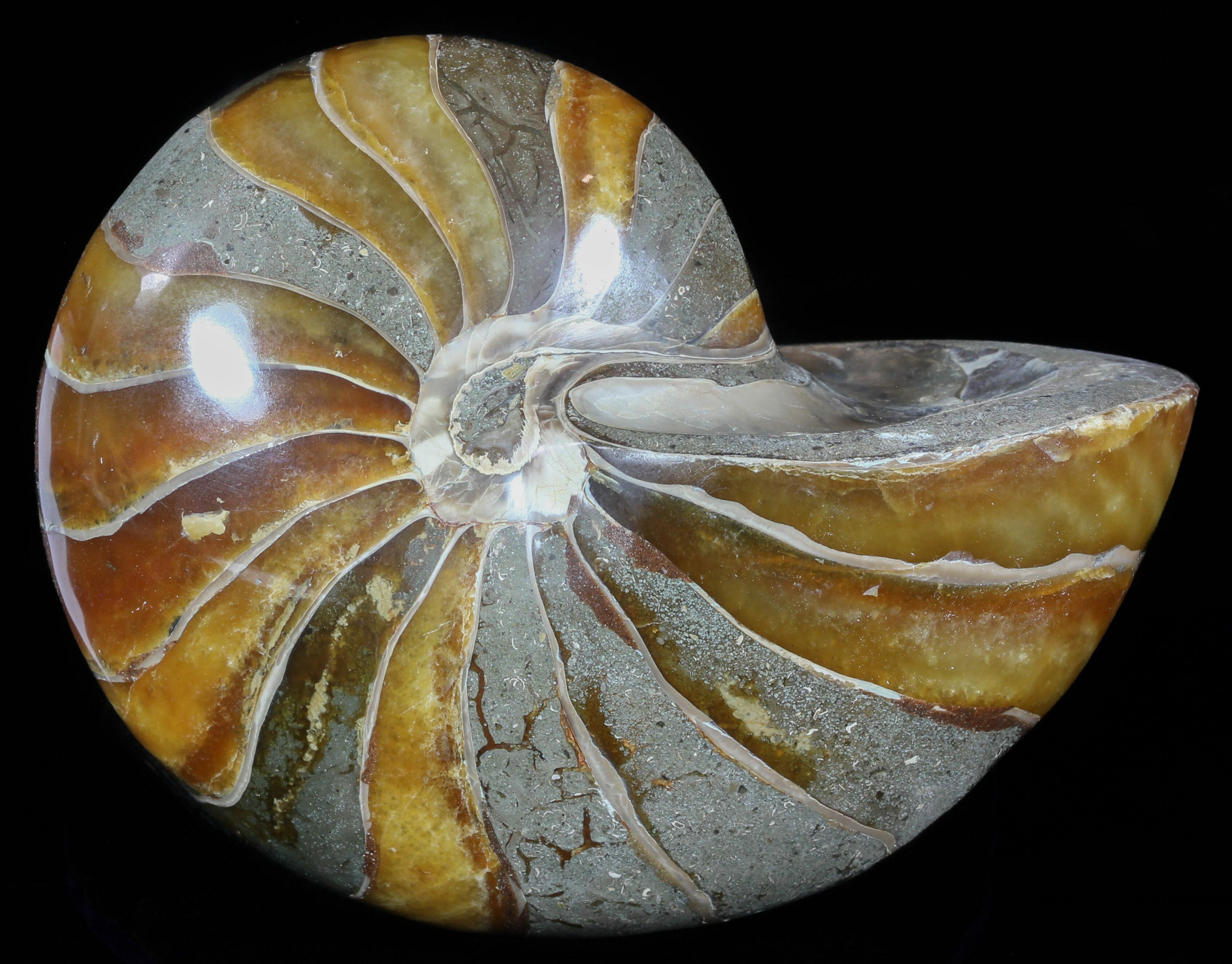 6.25" Large, Polished Nautilus Fossil - Madagascar For Sale (#51677