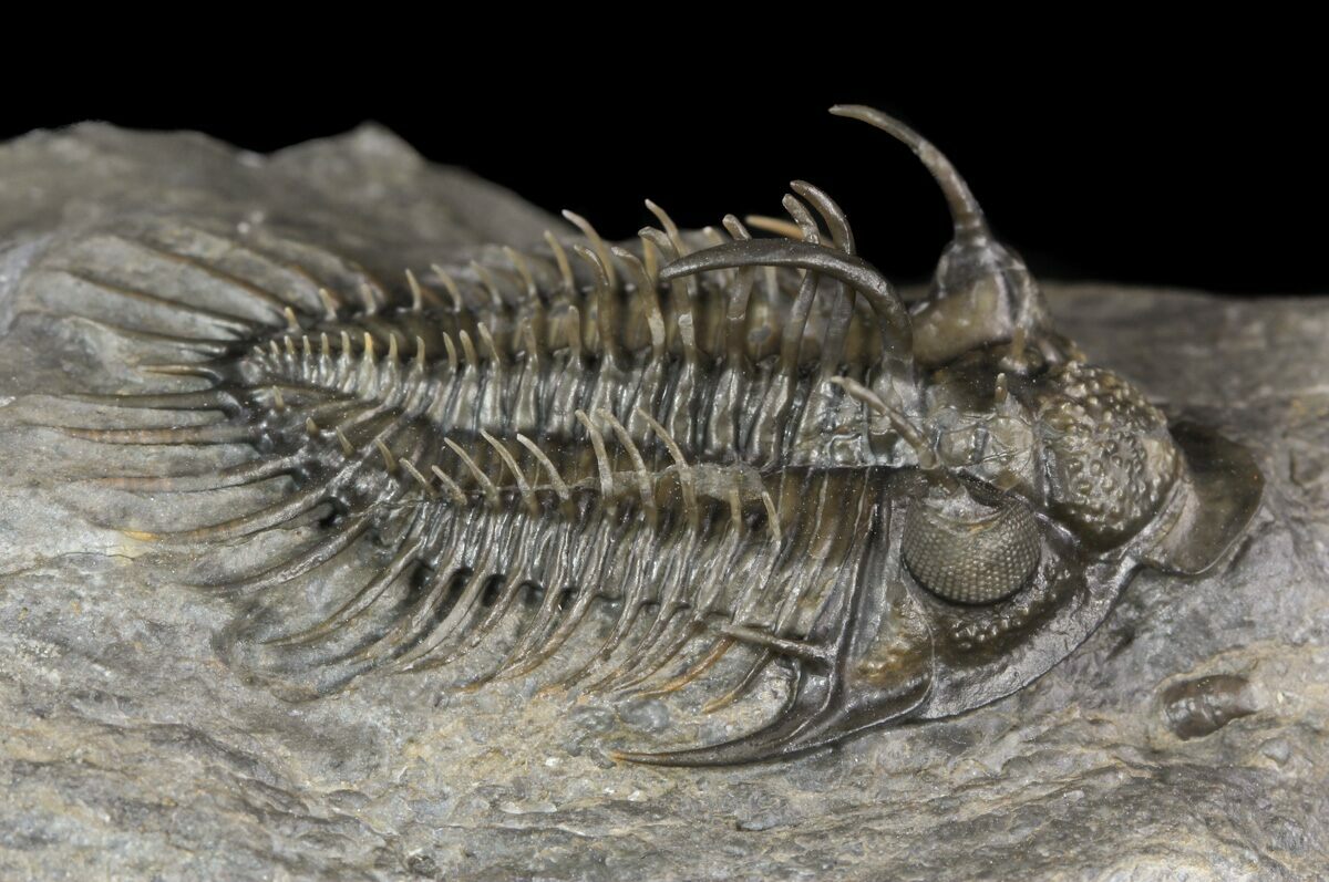 Premium Grade Fossils For Sale