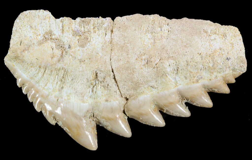 Three very nice cow shark fossils