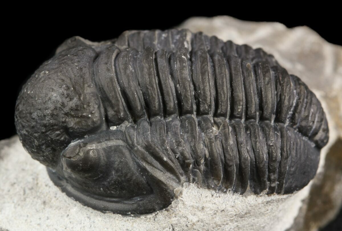 1.15" Gerastos Trilobite Fossil Morocco For Sale (52109)