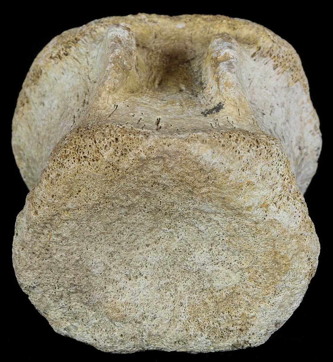 Dinosaur Fossils For Sale