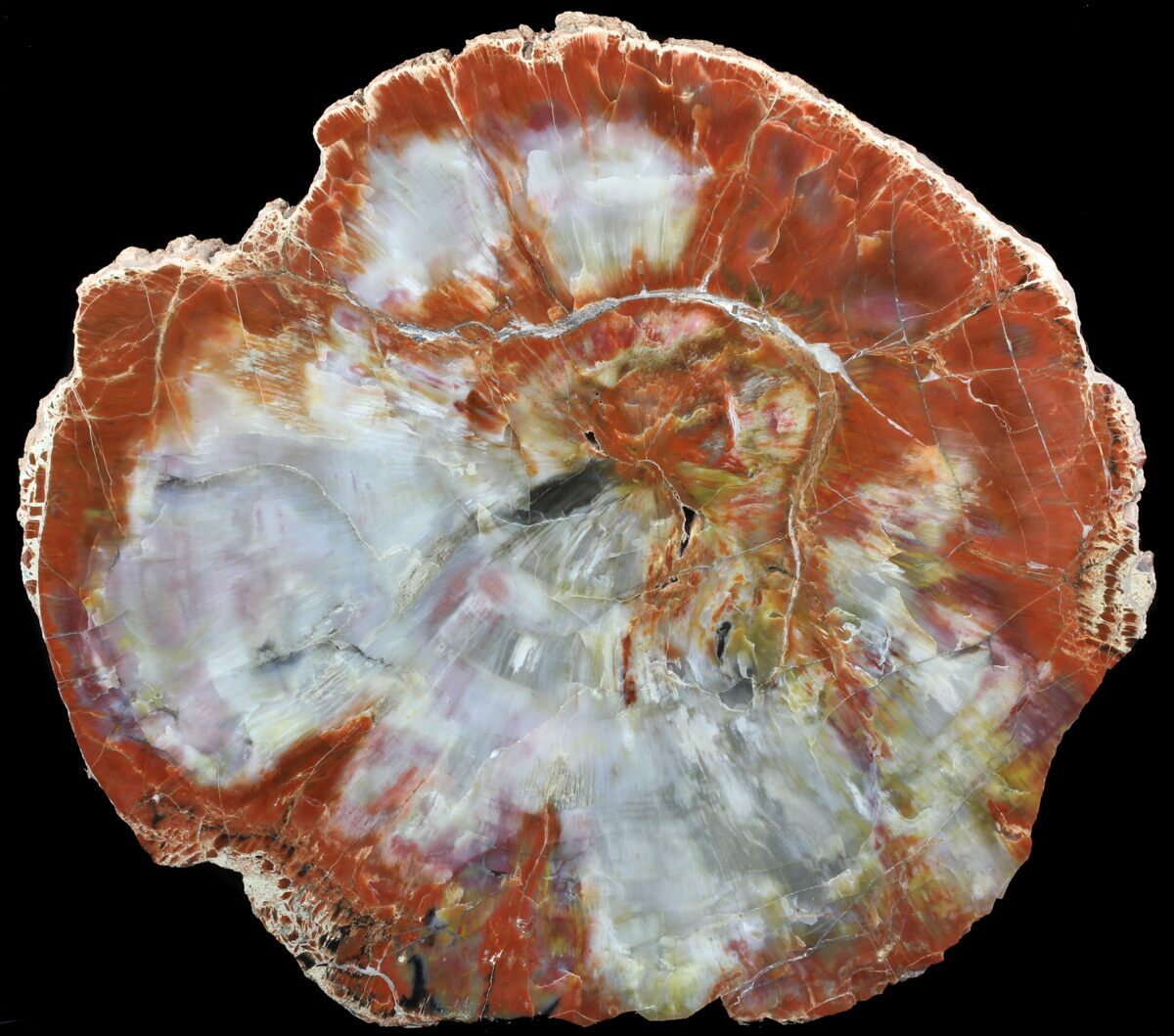 12.7" Brilliant, Polished Arizona Petrified Wood Round For Sale (52855