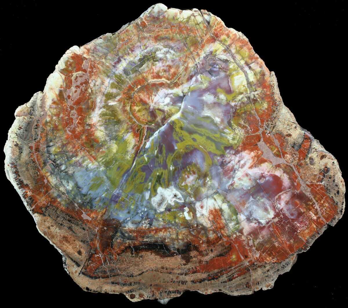 17" Top Quality, Polished Arizona Petrified Wood Round For Sale (52857