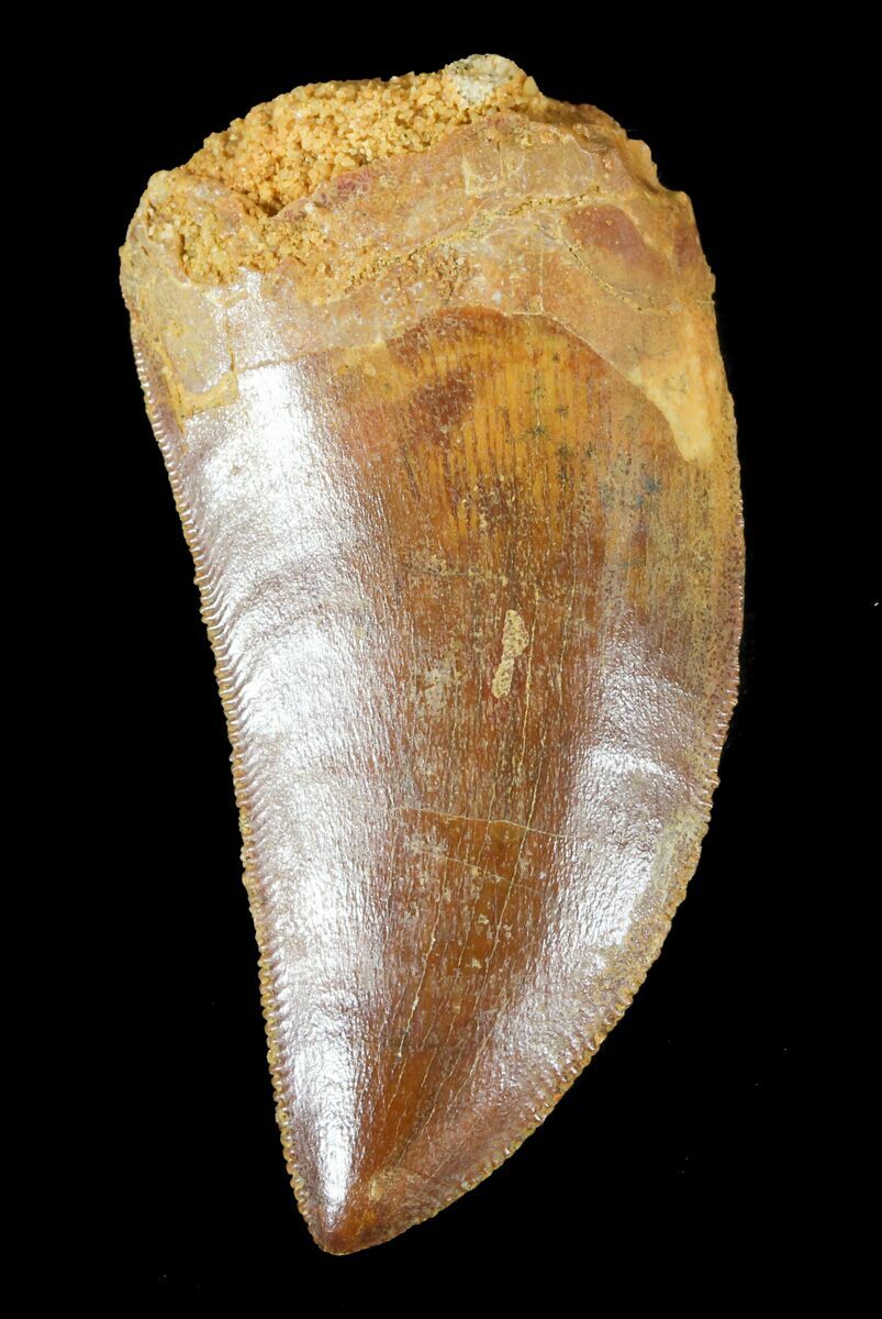 Newly Added Fossils For Sale