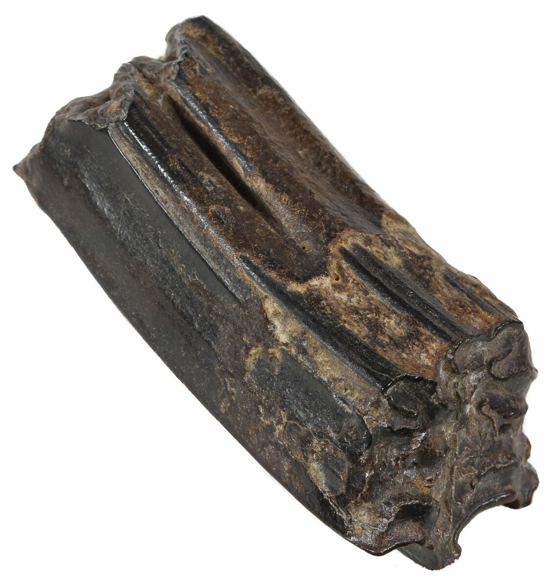 2.6" Pleistocene Aged Fossil Horse Tooth Florida For Sale (53140