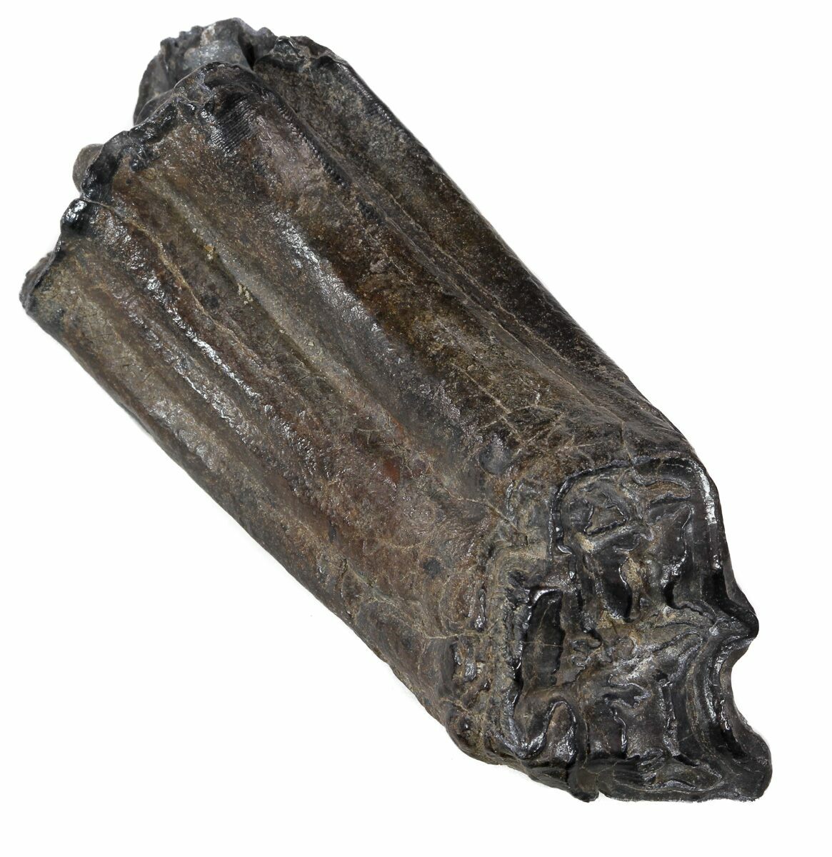 3" Pleistocene Aged Fossil Horse Tooth Florida For Sale (53146