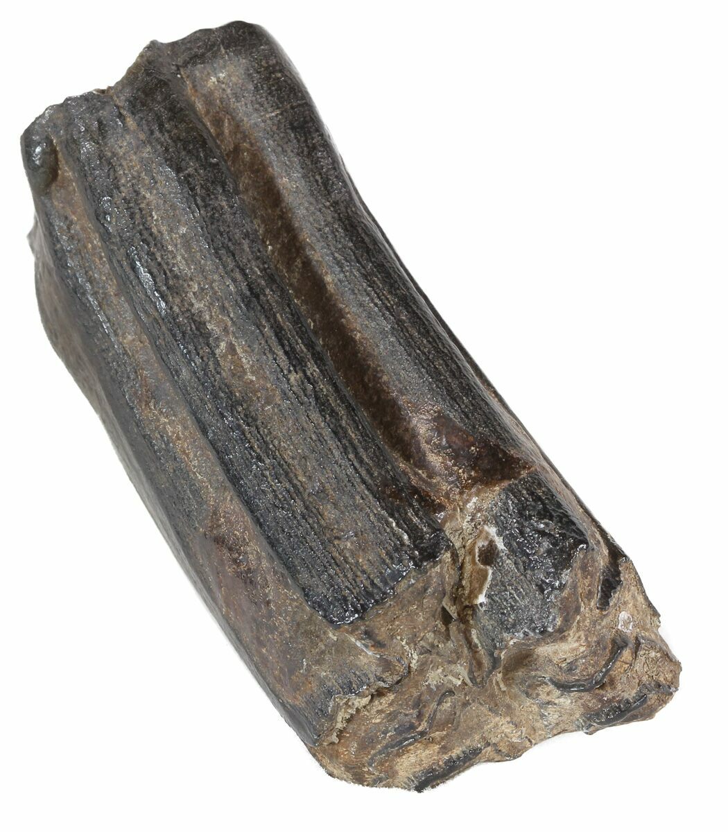 2.3" Pleistocene Aged Fossil Horse Tooth Florida For Sale (53186