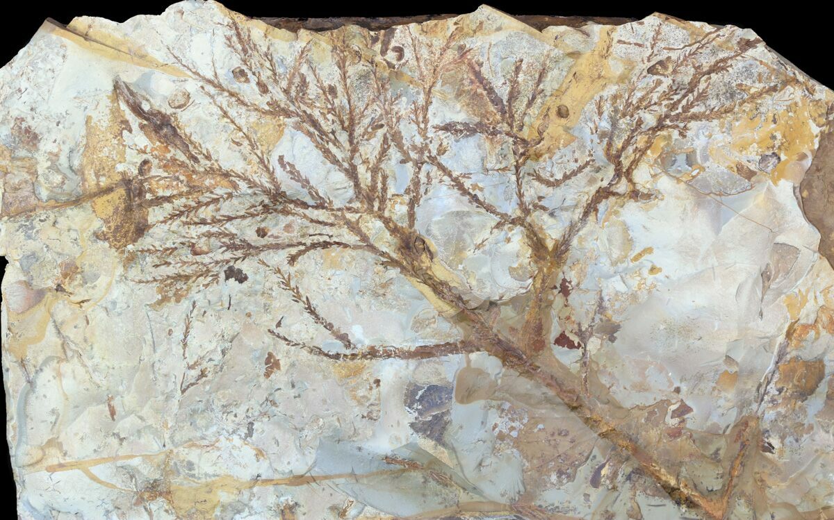 Plant Fossils For Sale