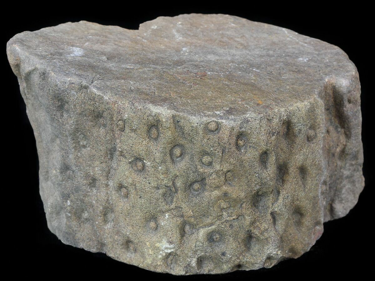 3" Fossil Lycopod Tree Root (Stigmaria) Oklahoma For Sale (53336)