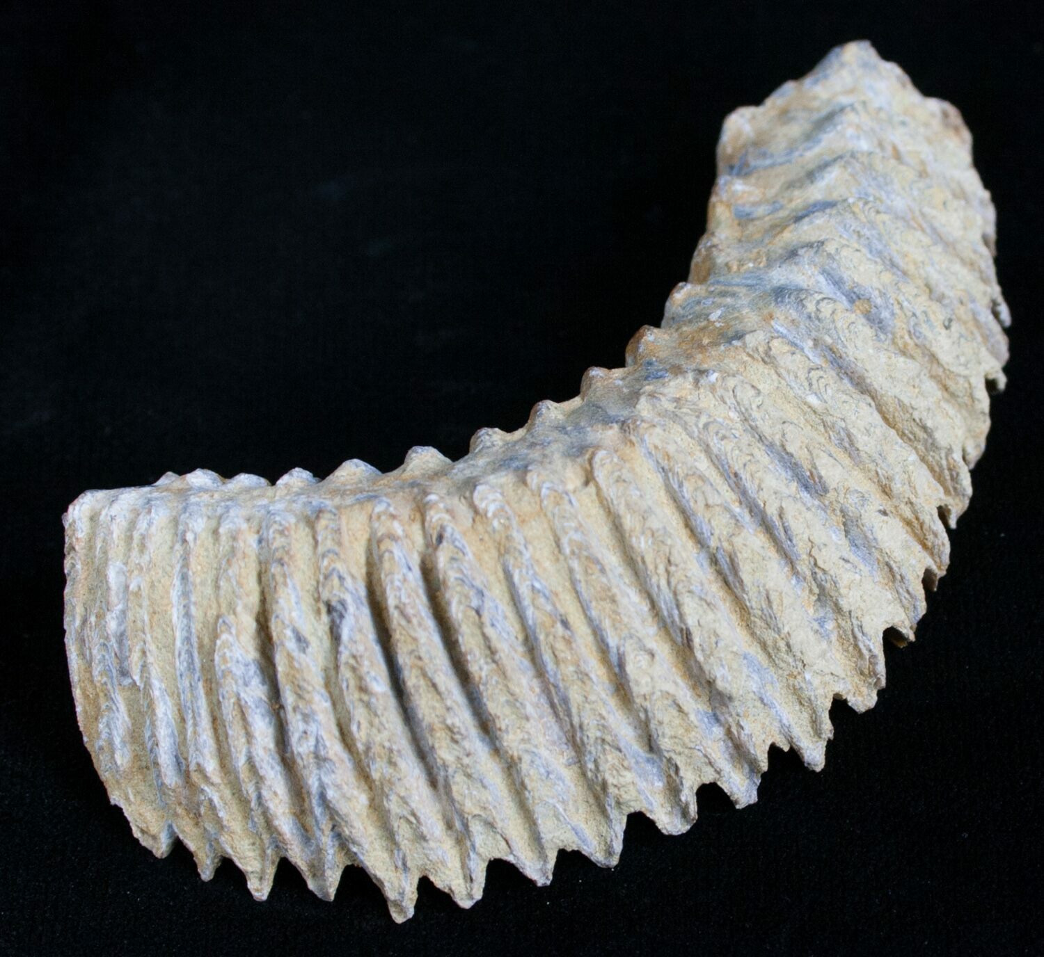 Jurassic Fossil Oyster (Rastellum) Madagascar For Sale (4918