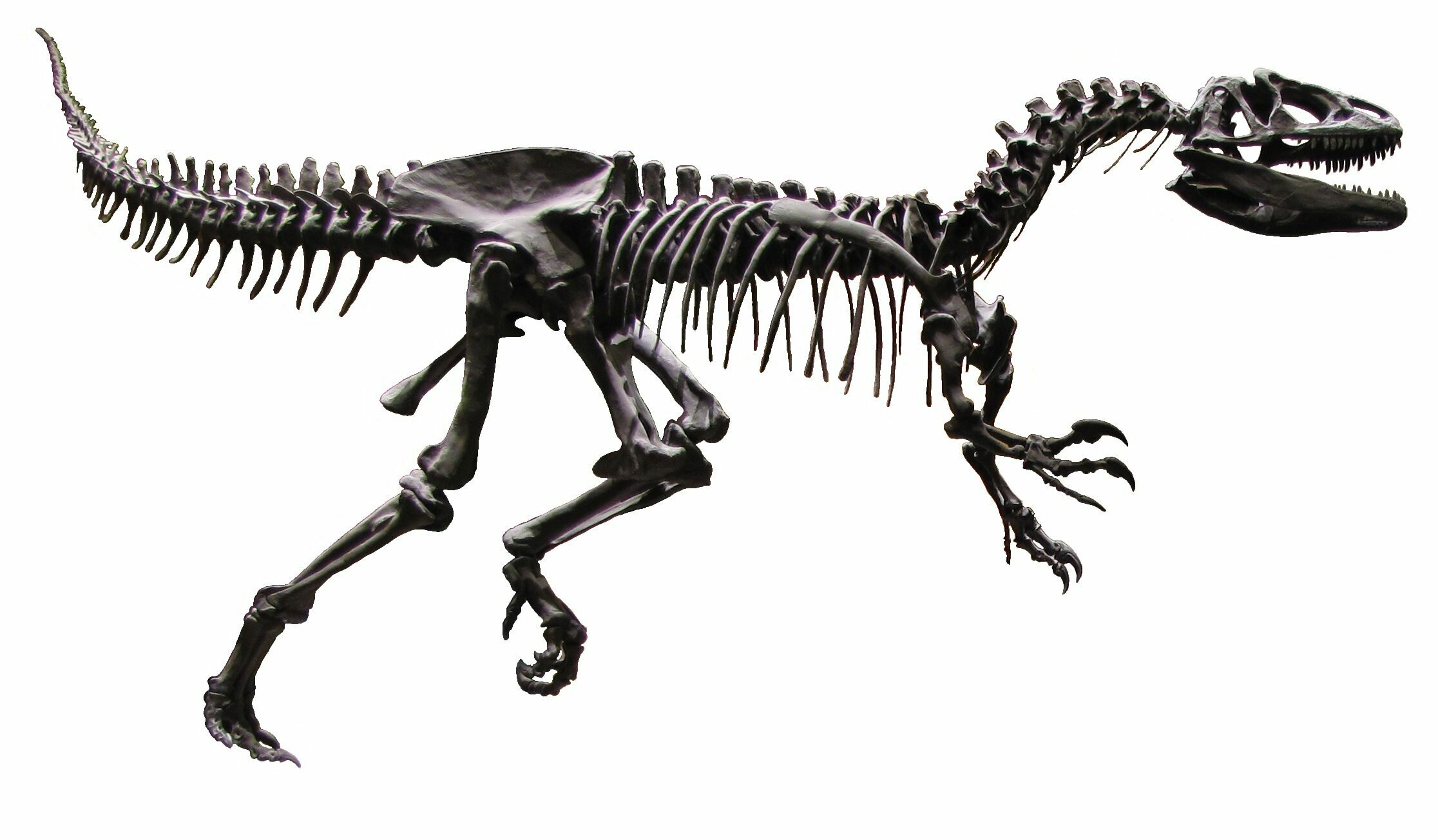 Allosaurus Leg On Custom Mount Reduced Price For Sale (56532