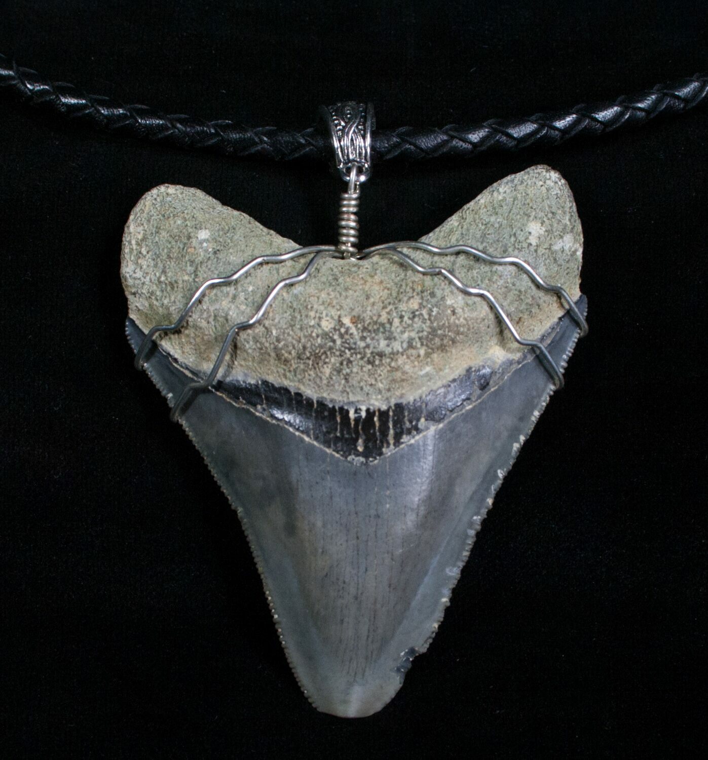 Big Ass Megalodon Tooth Necklace For Sale (#5026 ...