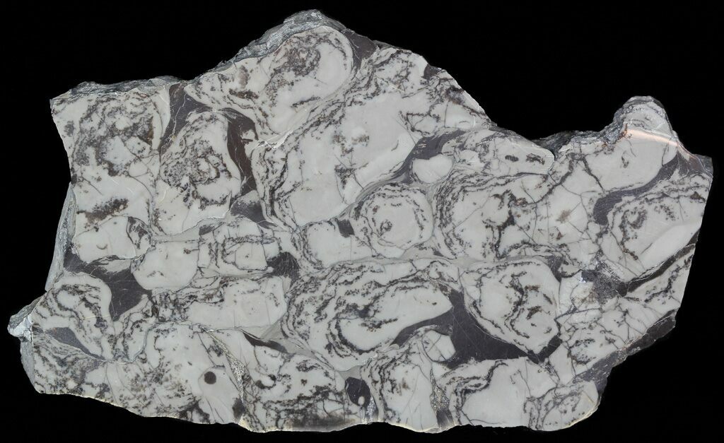 4.5" Polished Precambrian Stromatolite Siberia For Sale (57586