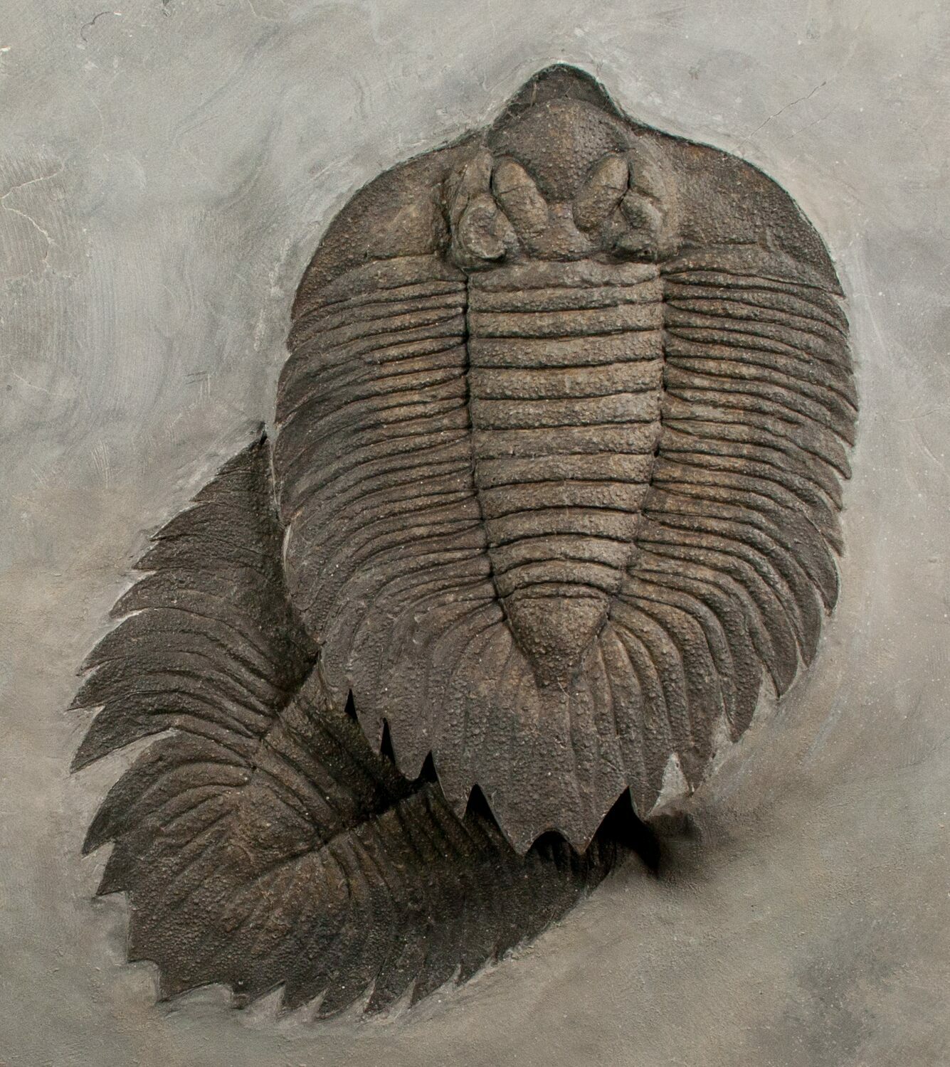 Arctinurus - Alchetron, The Free Social Encyclopedia