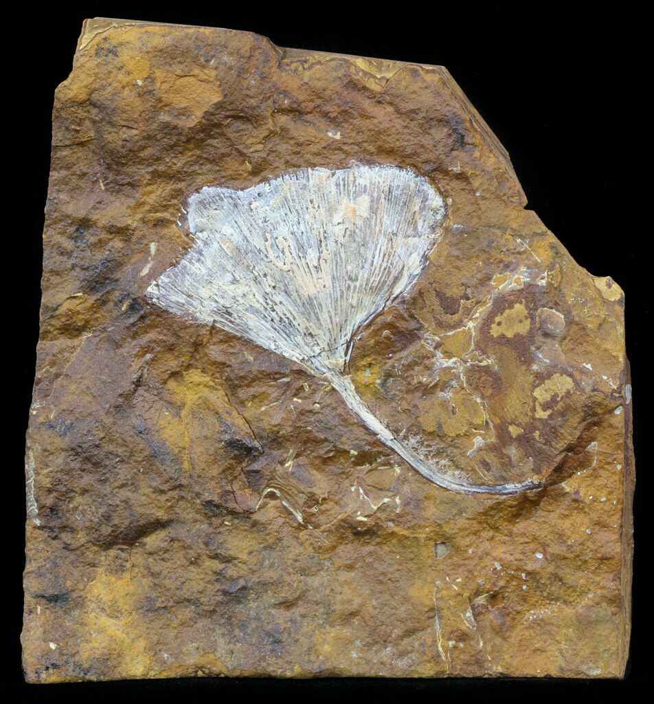 2.4" Fossil Ginkgo Leaf From North Dakota Paleocene For Sale (58975