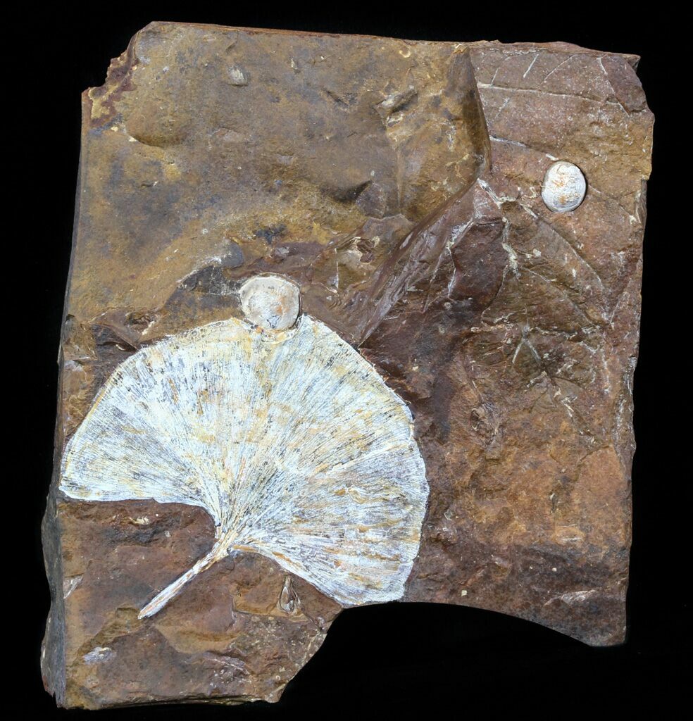 2.6" Fossil Ginkgo Leaf From North Dakota Paleocene For Sale (58981