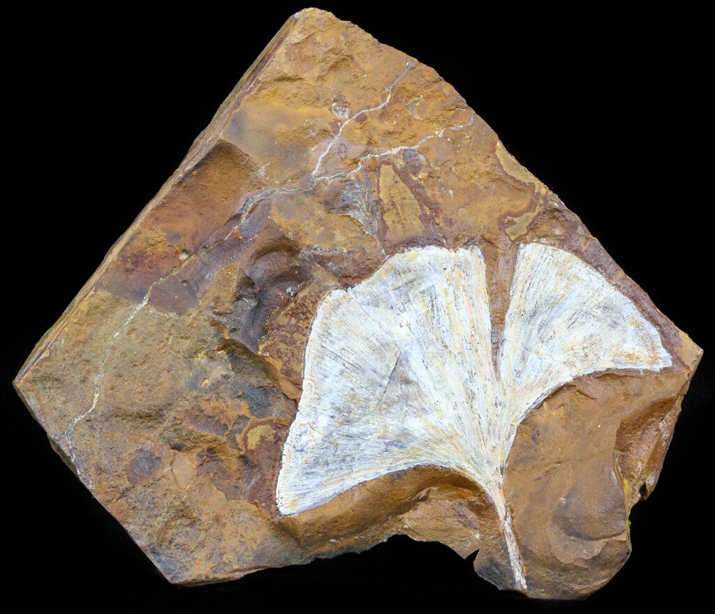 3.3" Fossil Ginkgo Leaf From North Dakota Paleocene For Sale (58988