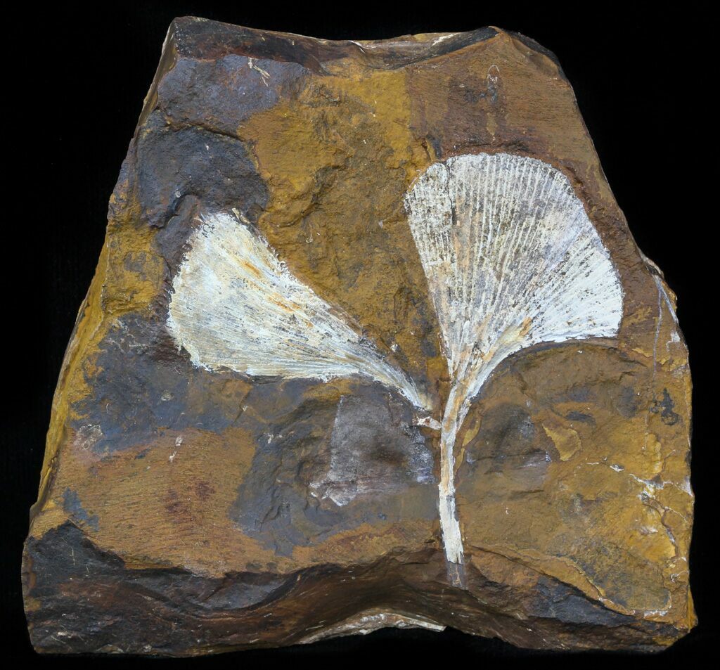 Fossil Ginkgo Leaves From North Dakota Paleocene For Sale (59007
