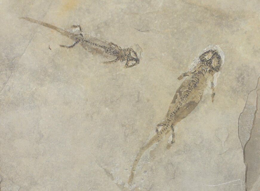 Premium Grade Fossils For Sale