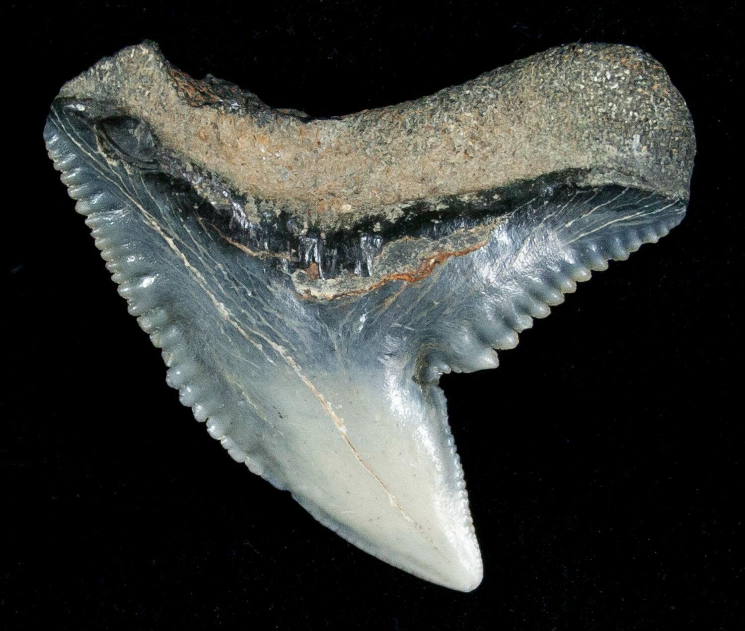 Blueish Fossil Galeocerdo Tooth (Tiger Shark) For Sale (5154