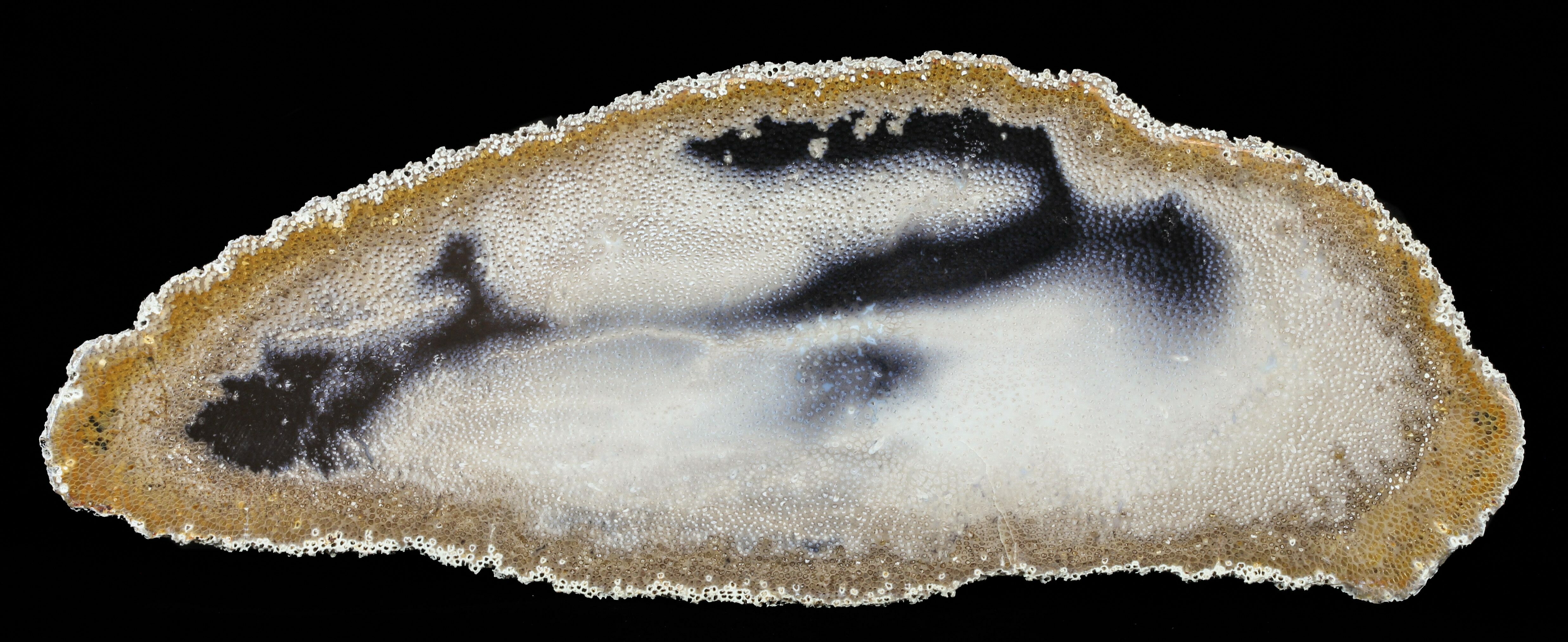 11.2" Petrified Palm Wood (Palmoxylon) Slab Texas For Sale (60555)