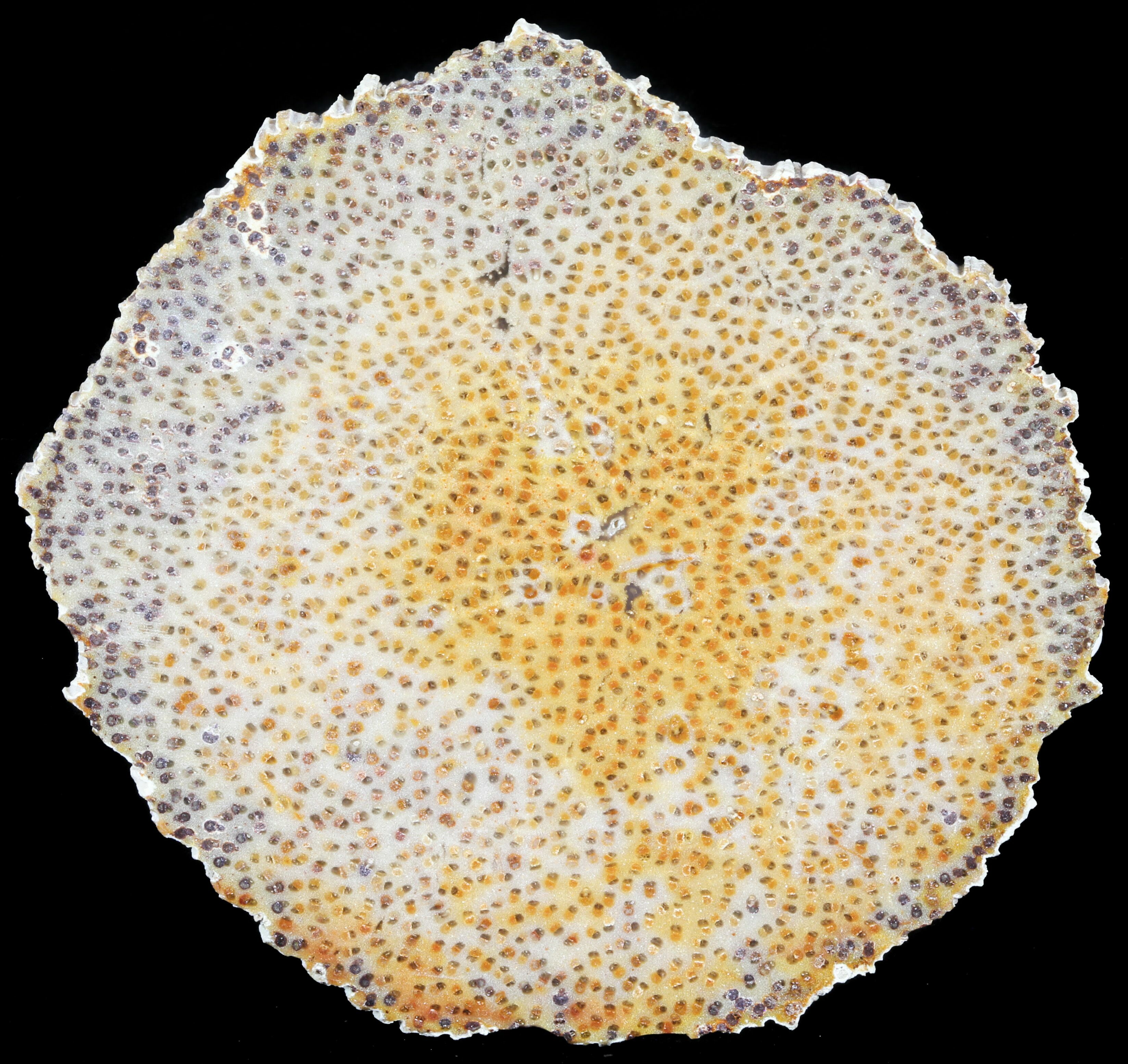 3.2" Petrified Palm Wood (Palmoxylon) Slab Louisiana For Sale (60584