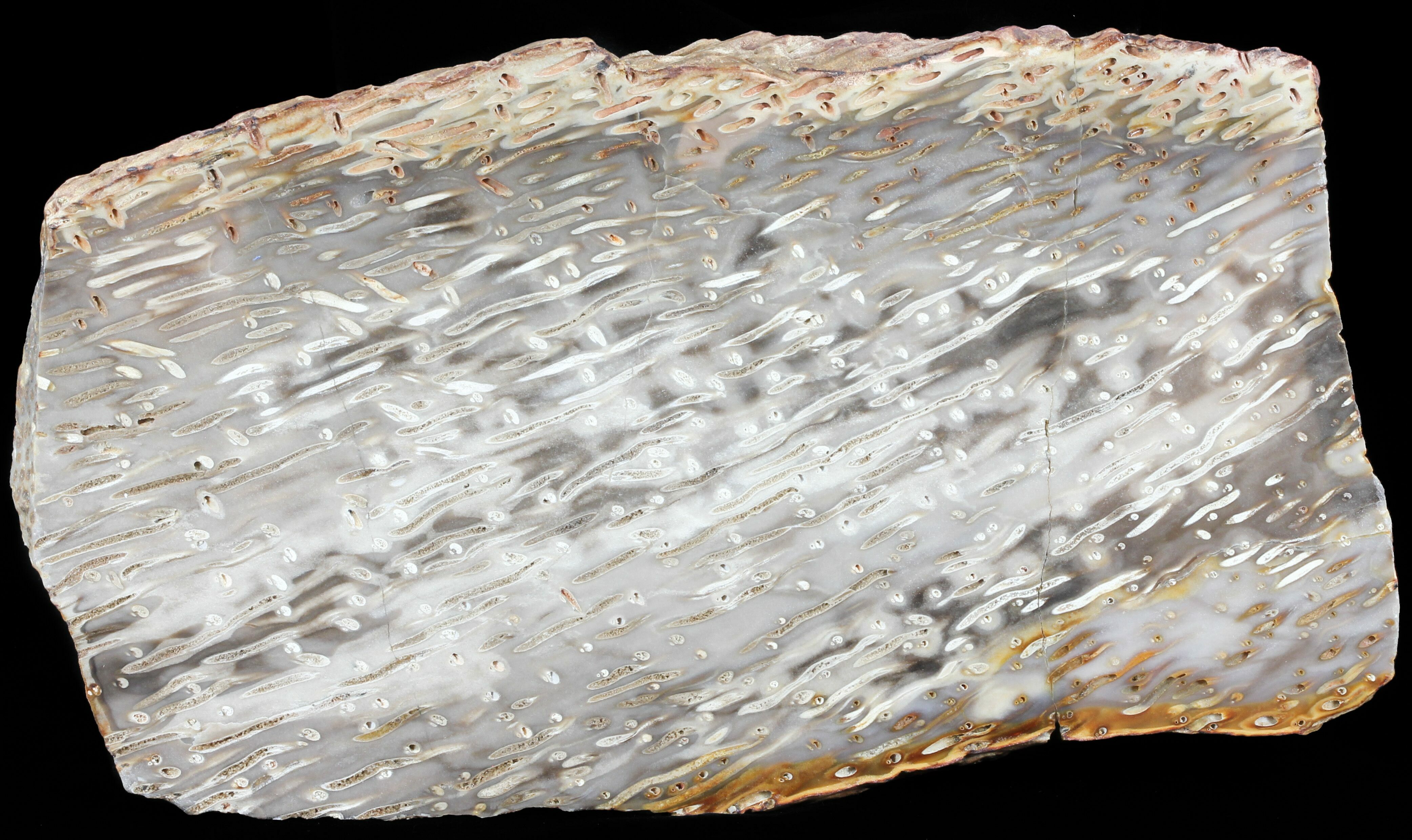 9.1" Petrified Palm Wood (Palmoxylon) Slab Burma For Sale (60598