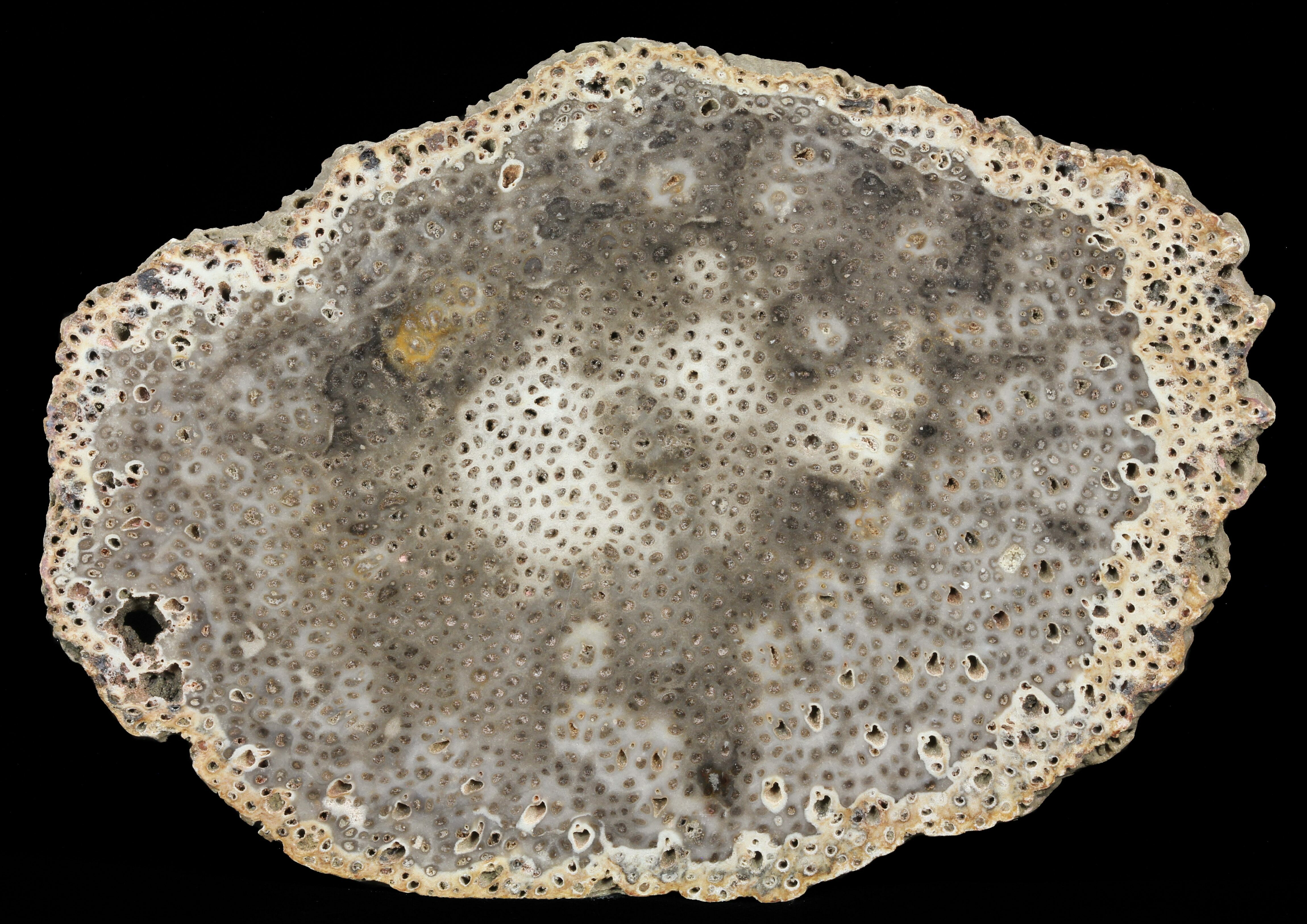 6.3" Petrified Palm Wood (Palmoxylon) Slab Burma For Sale (60933