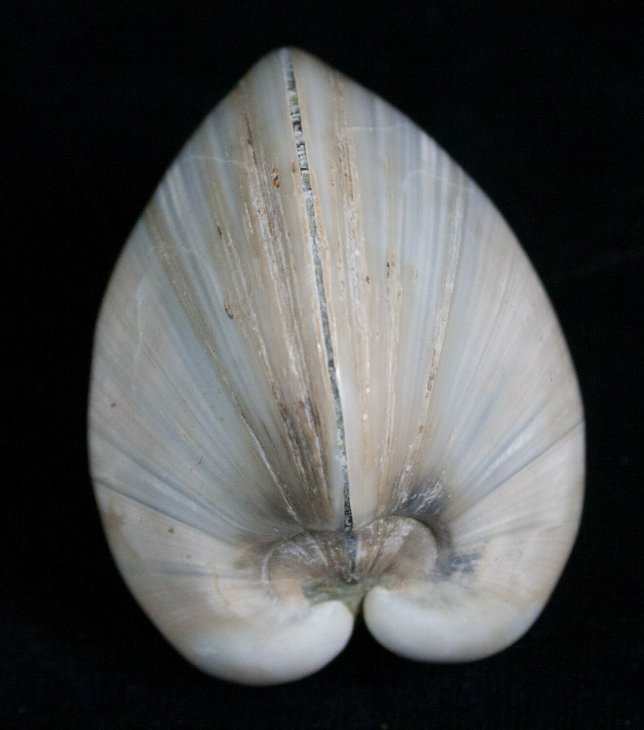 Polished Fossil Clam Large Size For Sale (5204)