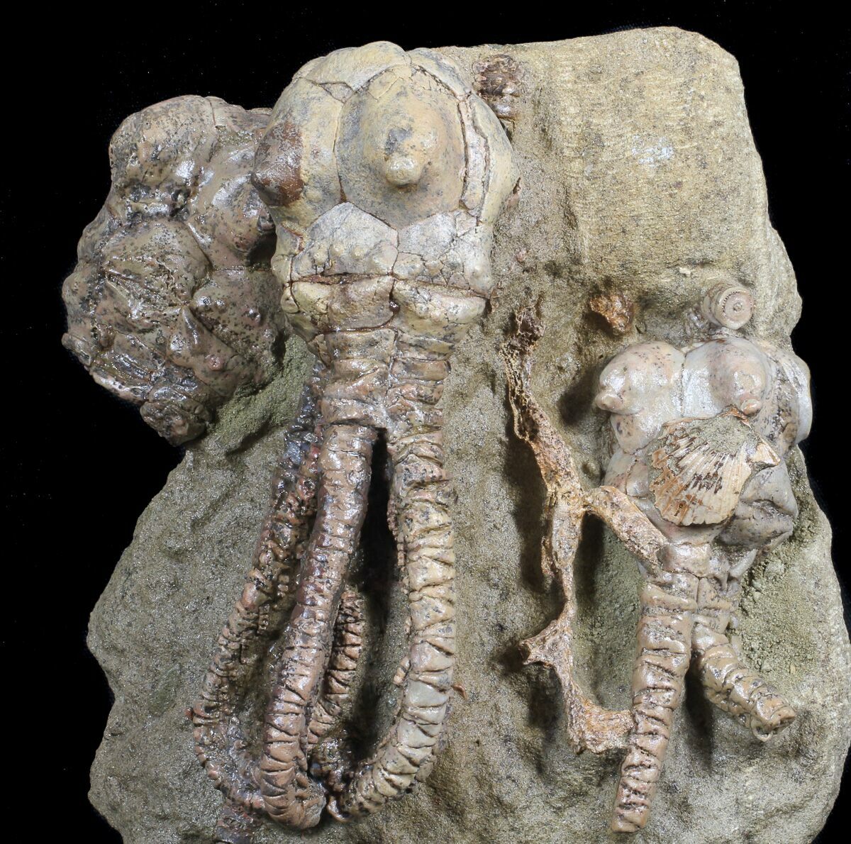 Alien Looking Jimbacrinus Crinoid Pair Australia For Sale (62652