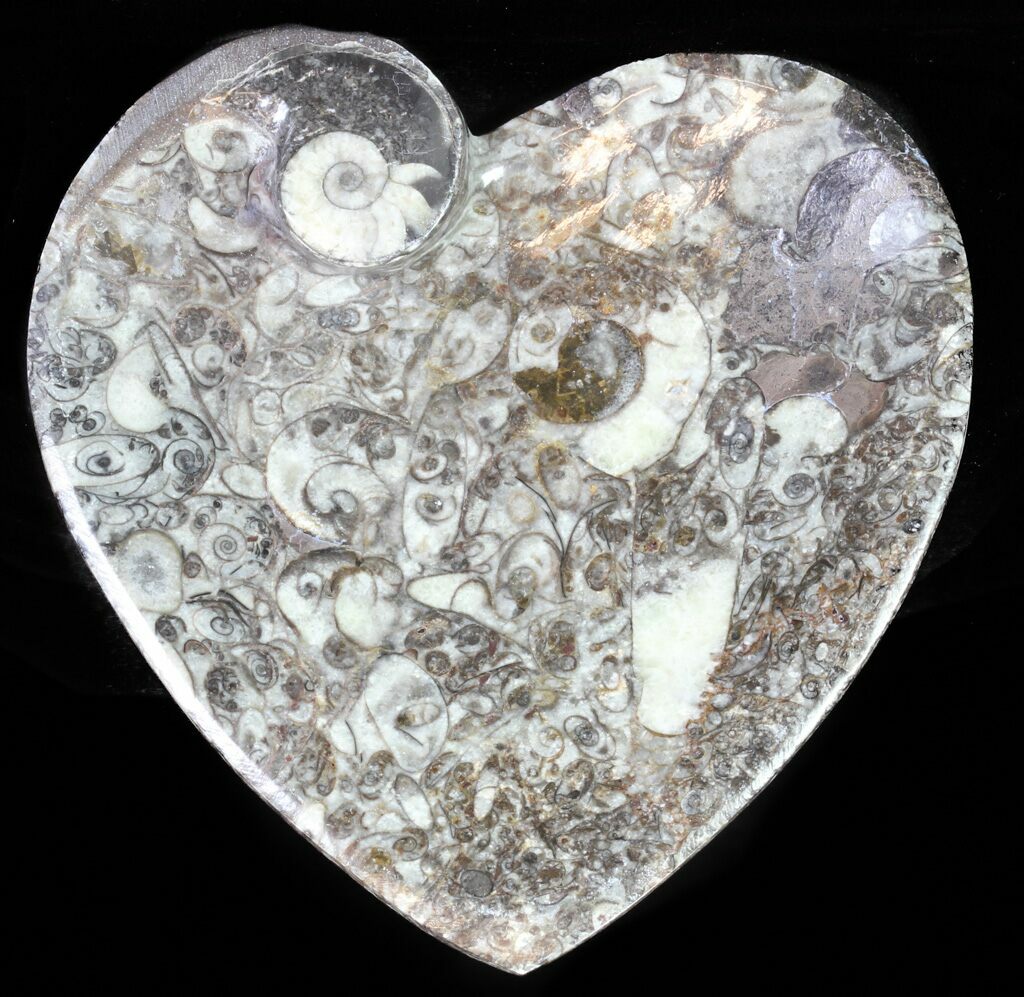4.4" Heart Shaped Fossil Goniatite Dish For Sale (62478)