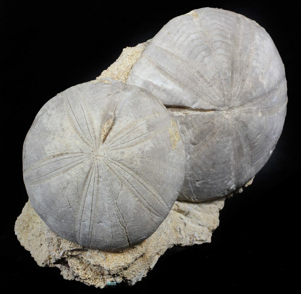 Echinoderm Fossils For Sale