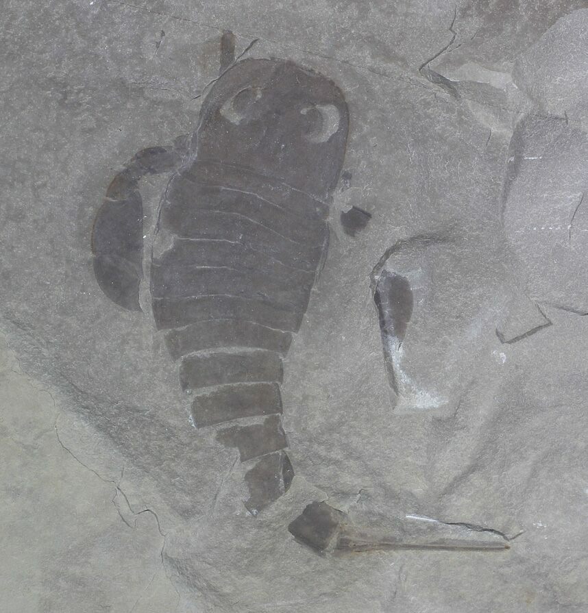 Newly Added Fossils For Sale