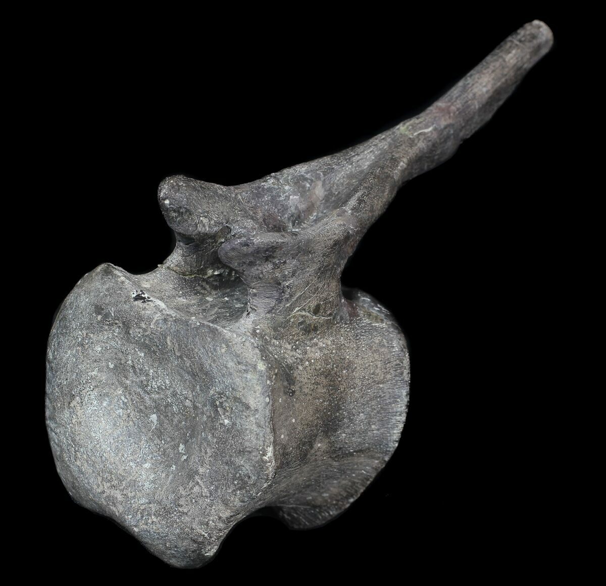 Dinosaur Fossils For Sale